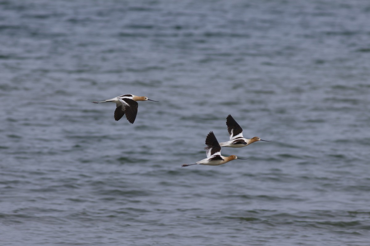 American Avocet - ML638060159