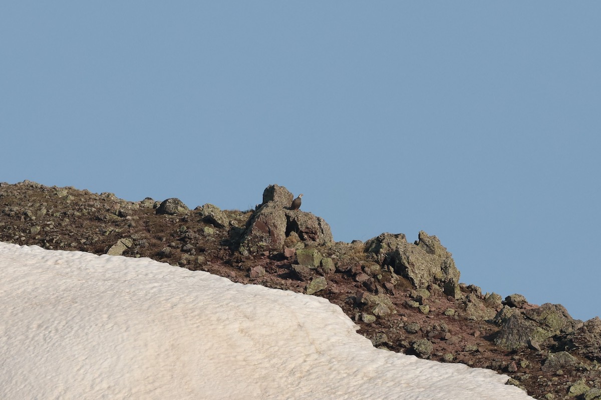 Caucasian Snowcock - ML638060160