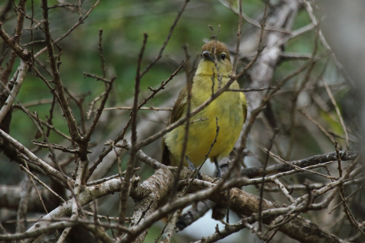 Yellow-bellied Greenbul - ML638060169
