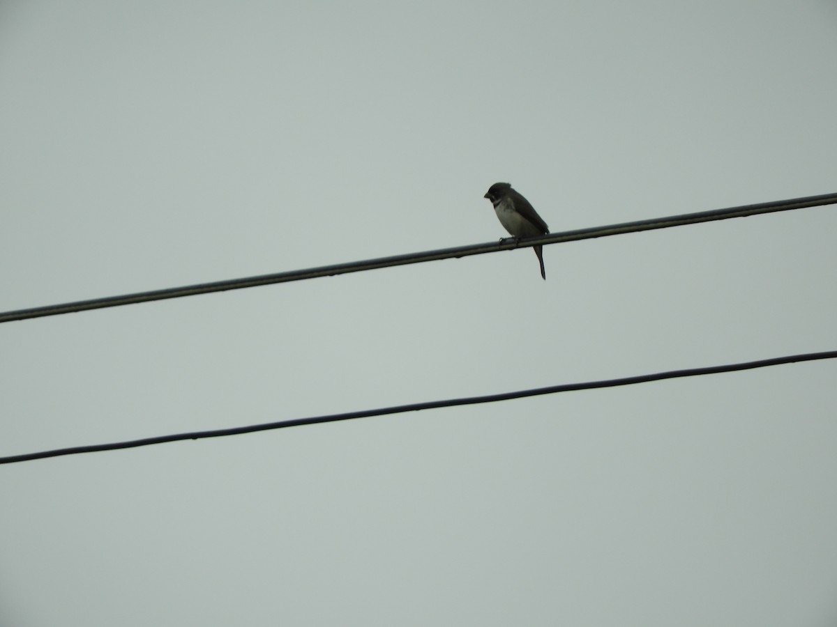 Double-collared Seedeater - ML638060191