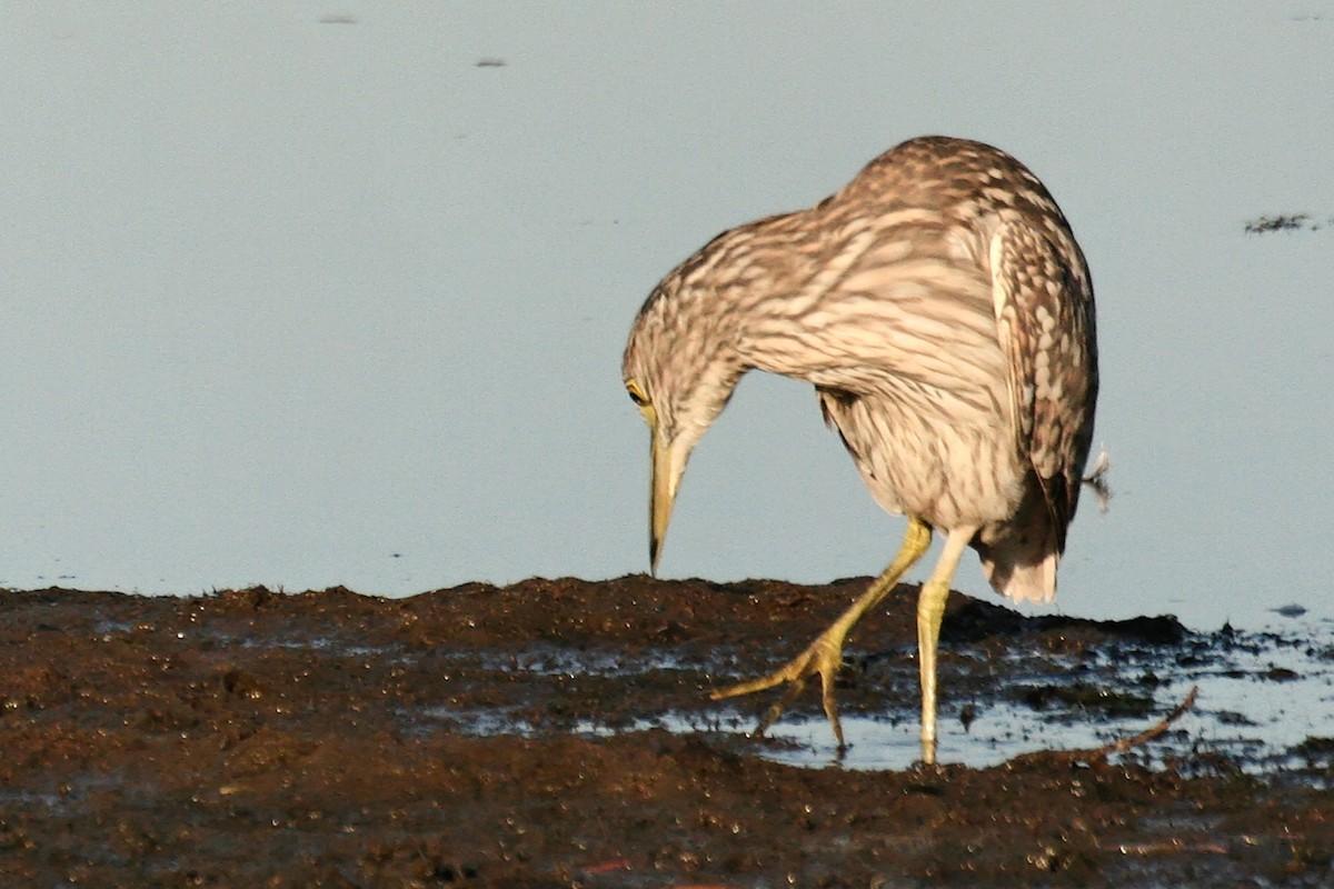 Nankeen Night Heron - ML638060205