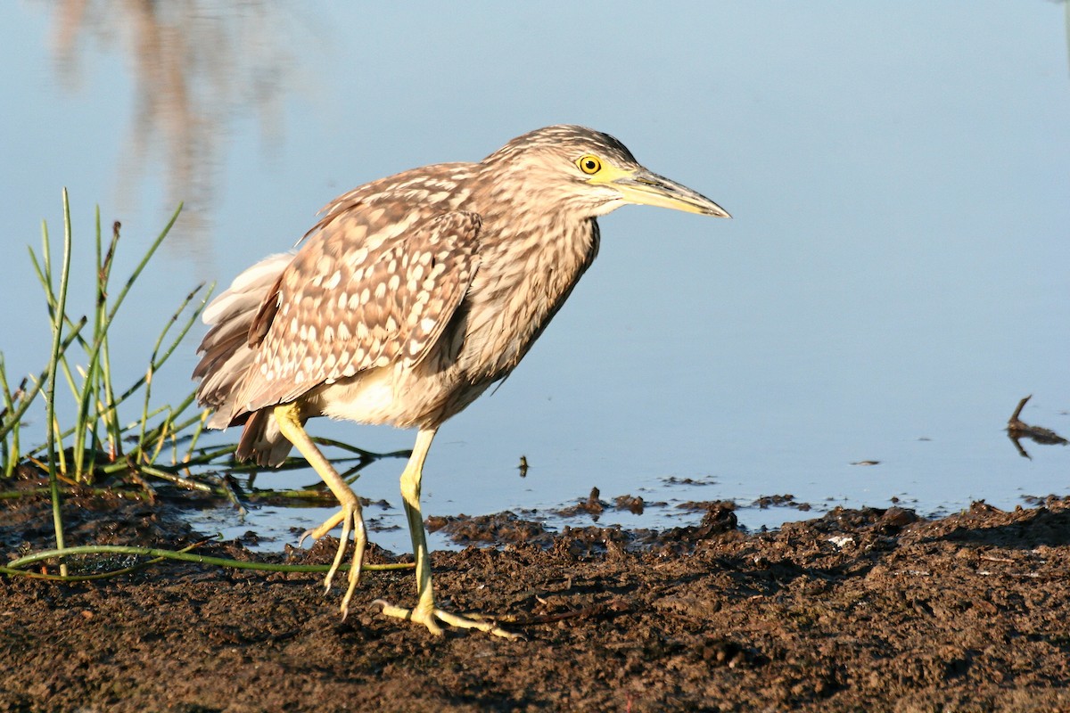 Nankeen Night Heron - ML638060208