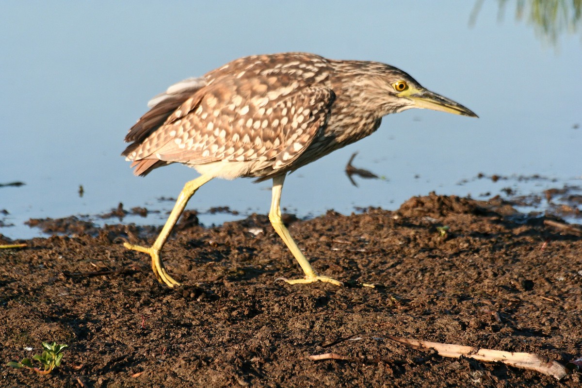 Nankeen Night Heron - ML638060211