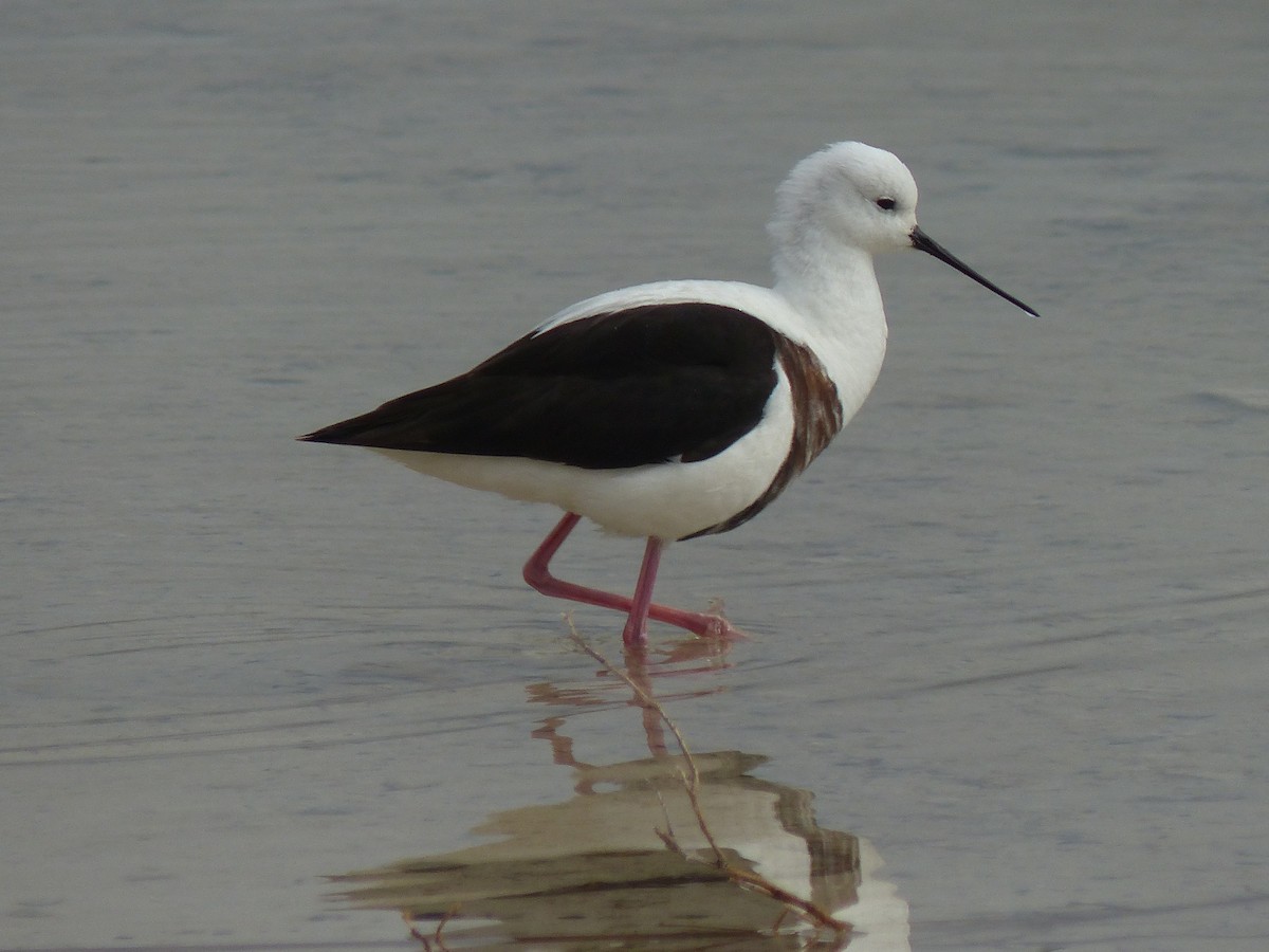 Banded Stilt - ML638060249