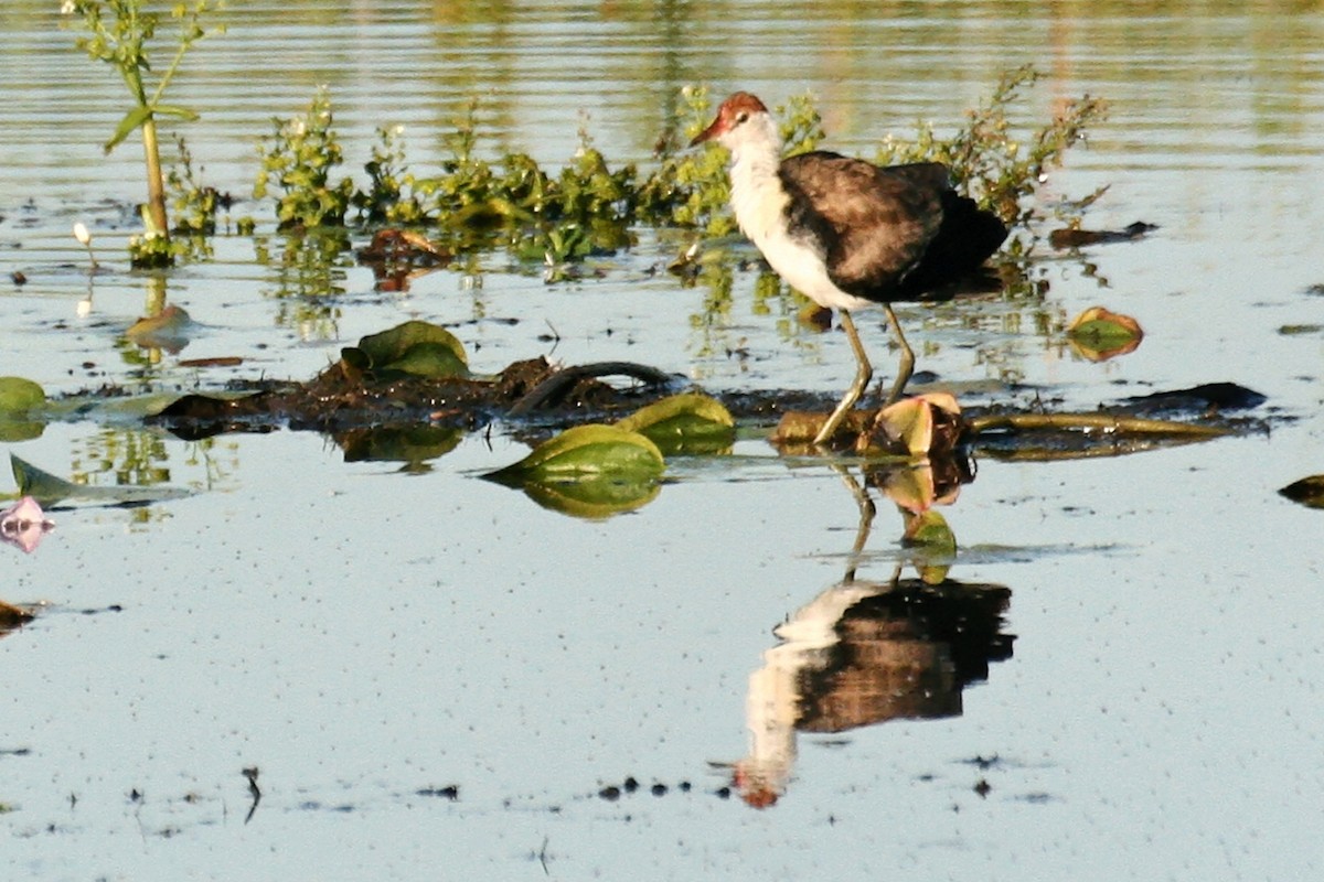 ostnák lotosový - ML638060264