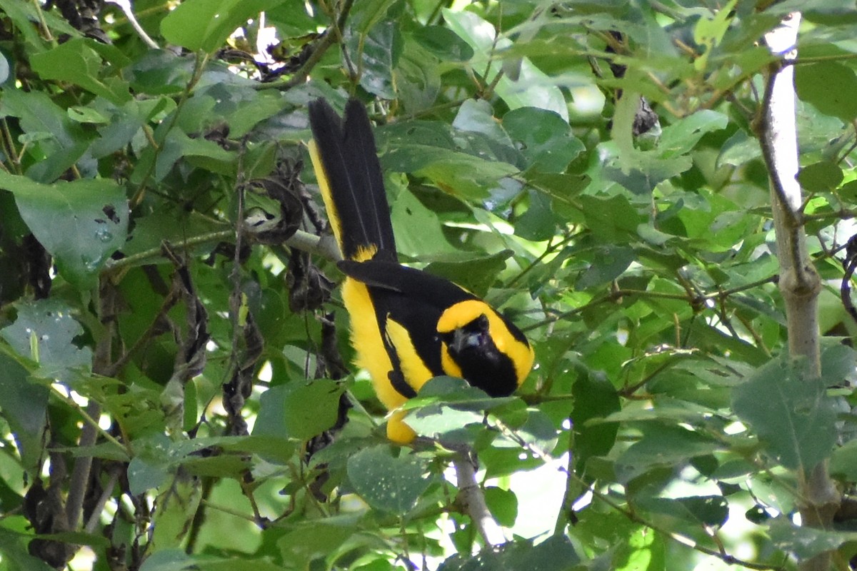 Yellow-tailed Oriole - ML638060281