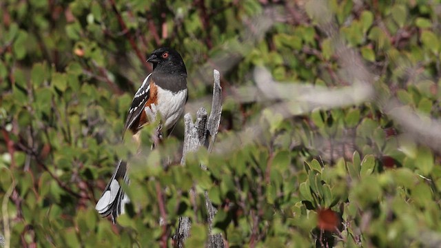 Spotted Towhee - ML638060301