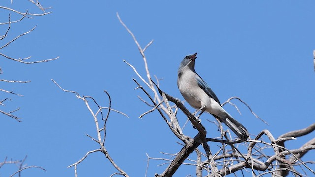 Mexican Jay - ML638060309
