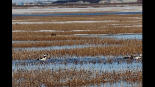 Steller's Eider - ML638060332
