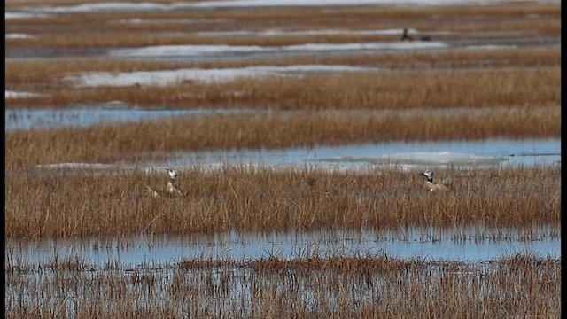 Steller's Eider - ML638060333