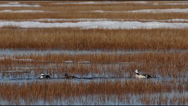 Steller's Eider - ML638060336