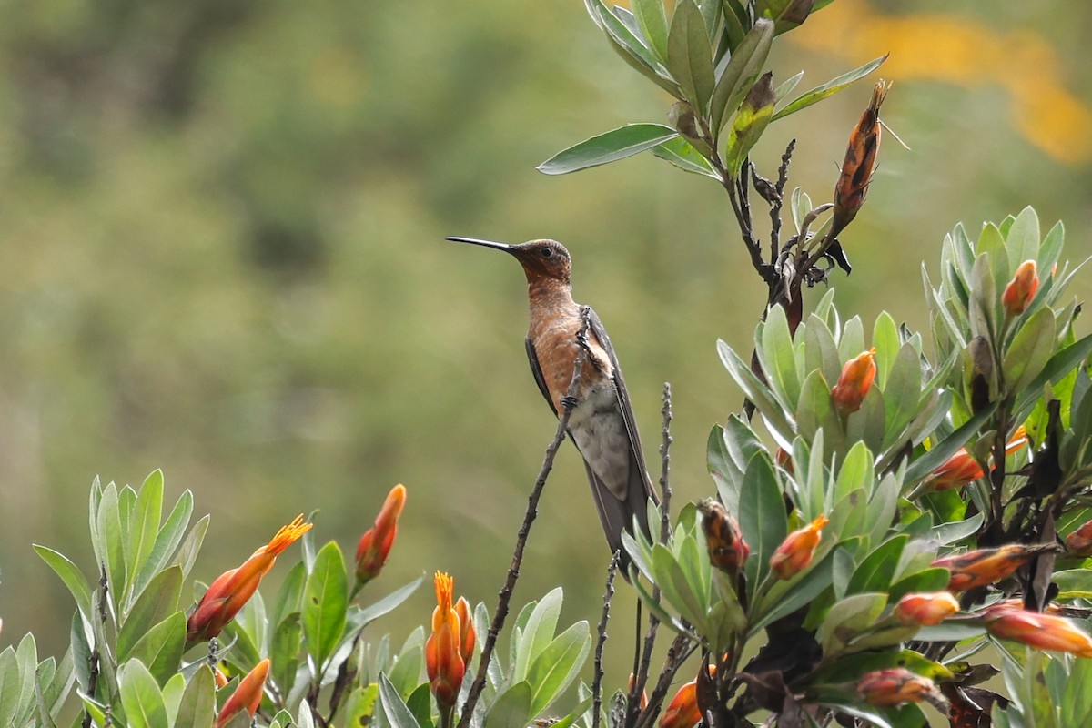 Giant Hummingbird - ML638060411