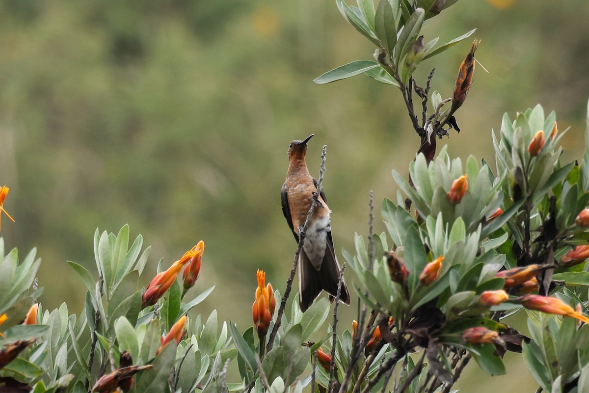 Giant Hummingbird - ML638060412