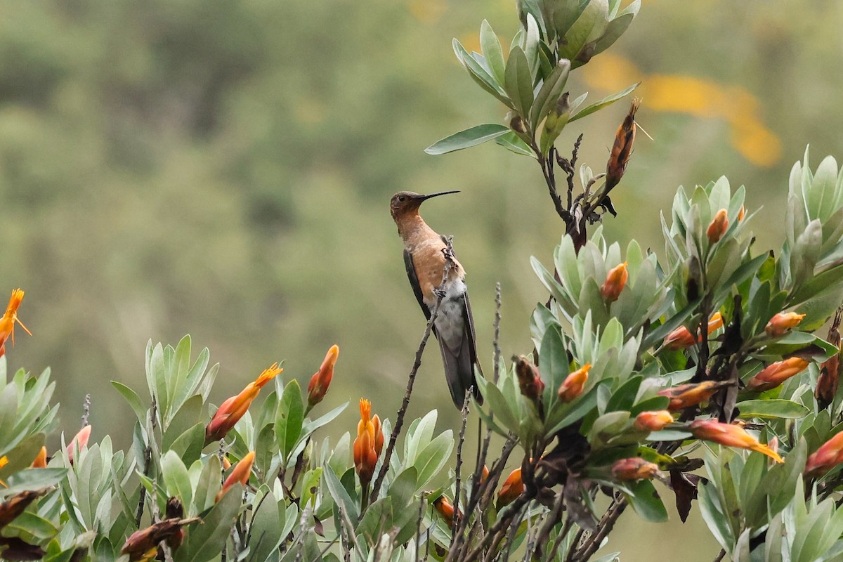 Giant Hummingbird - ML638060413