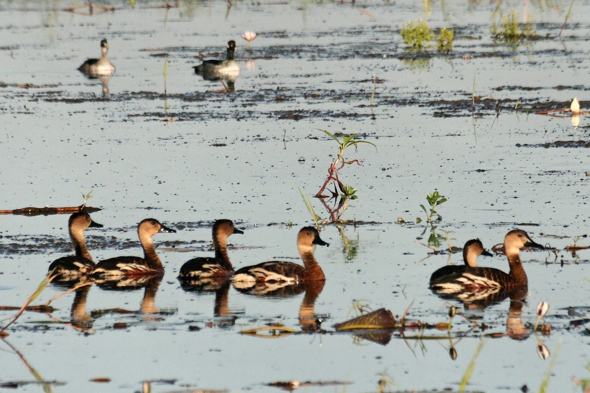 Wandering Whistling-Duck - ML638060415