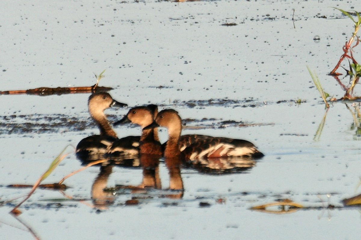 Wandering Whistling-Duck - ML638060418