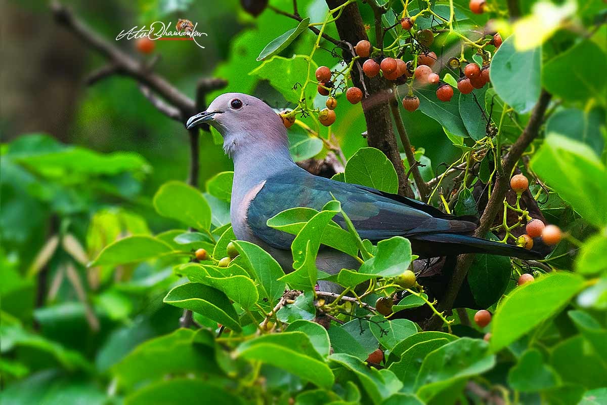 Green Imperial-Pigeon - ML638060437