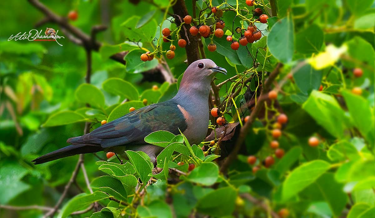 Green Imperial-Pigeon - ML638060438