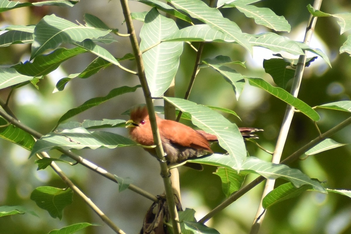 Little Cuckoo - ML638060505
