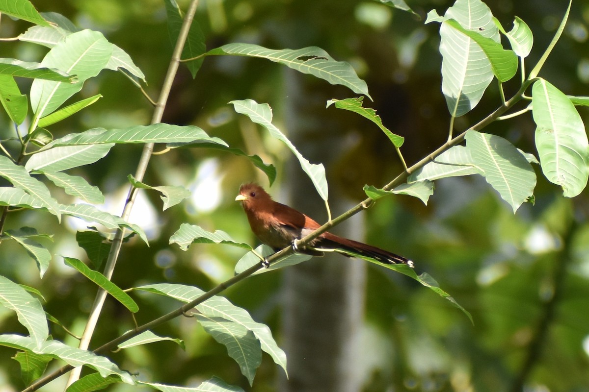 Little Cuckoo - ML638060506
