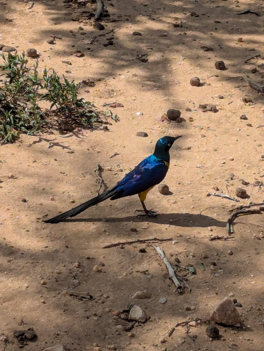 Golden-breasted Starling - ML638060526
