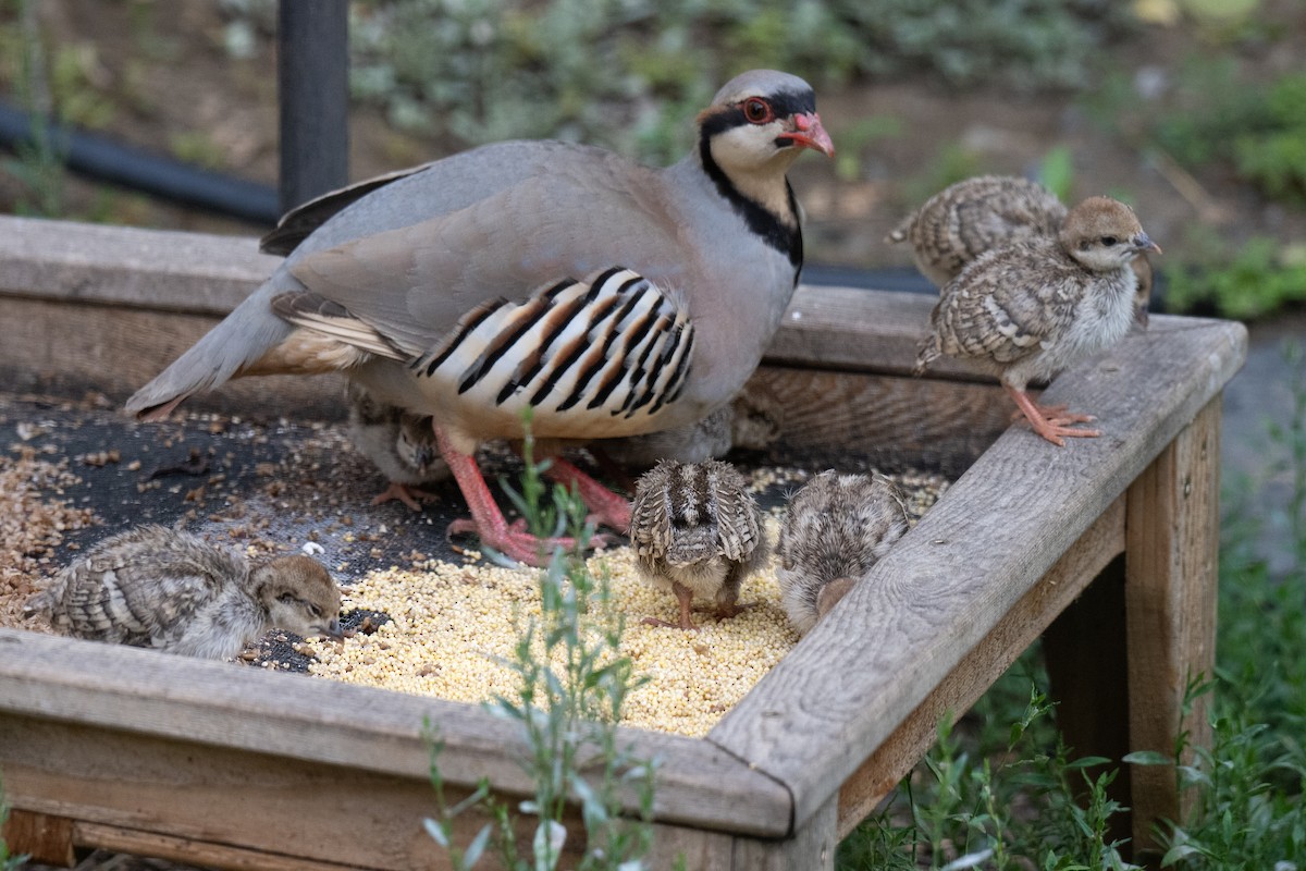 Chukar - ML638060528
