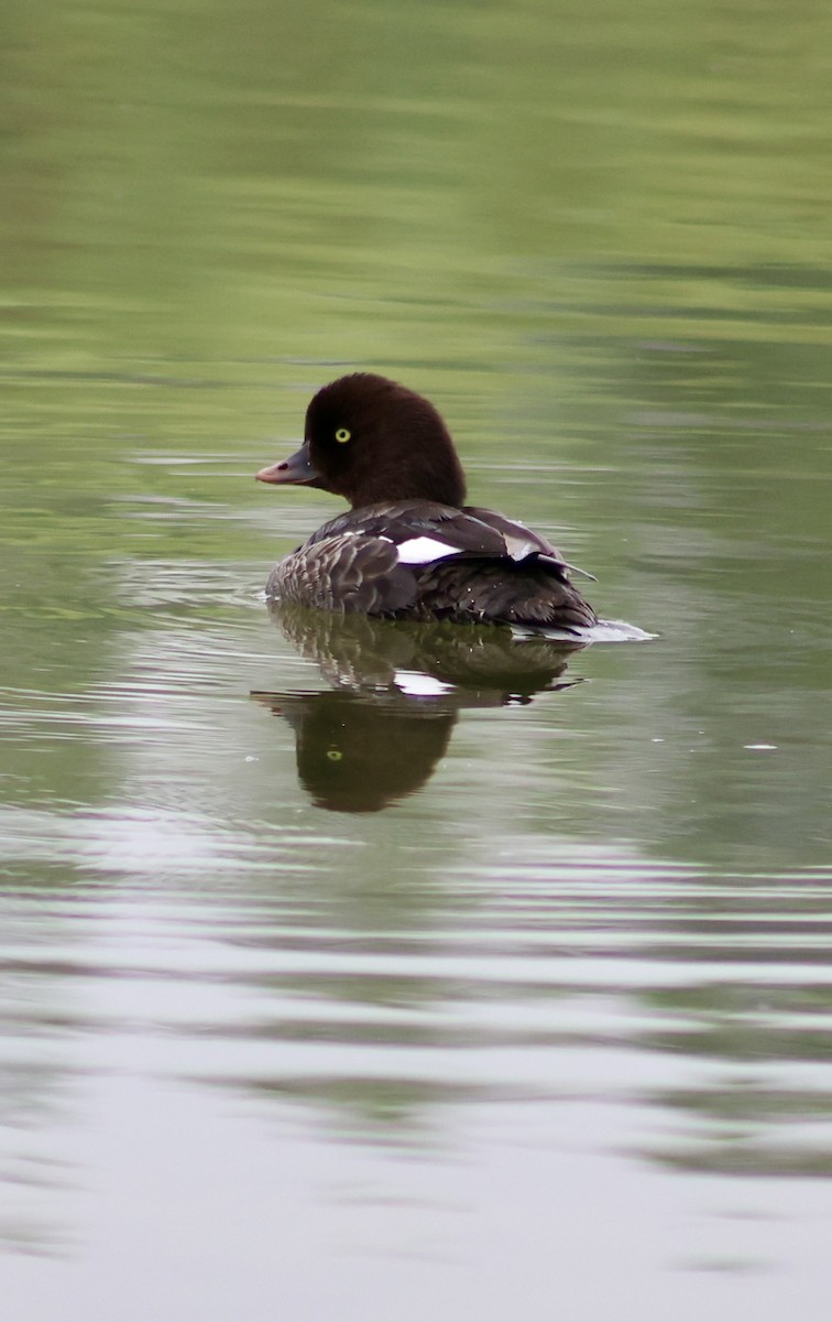 Barrow's Goldeneye - ML638060536