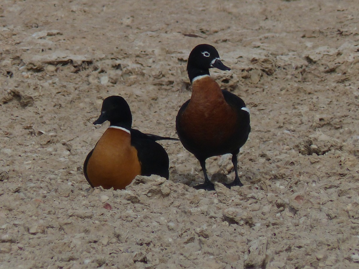 Australian Shelduck - ML638060544