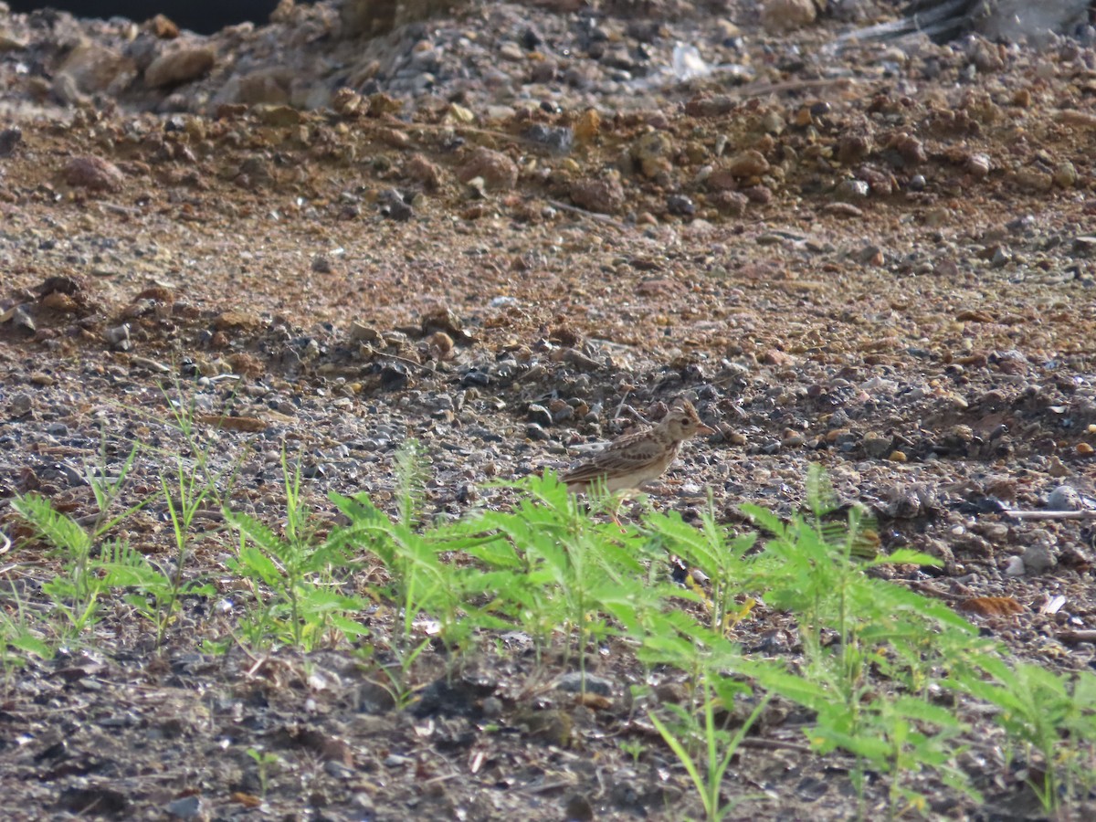 Oriental Skylark - ML638060571