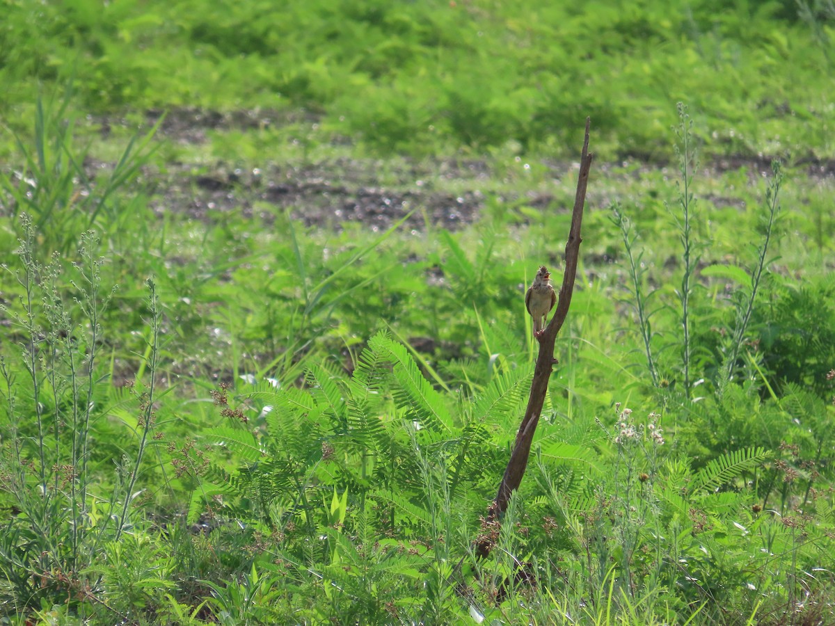 Oriental Skylark - ML638060572