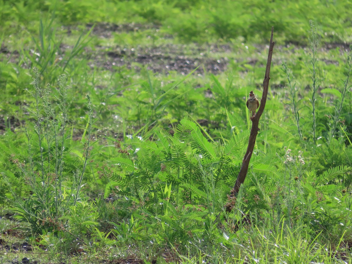Oriental Skylark - ML638060574