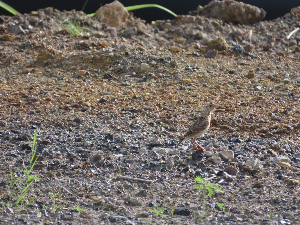 Oriental Skylark - ML638060575
