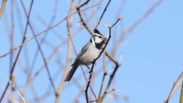 Bridled Titmouse - ML638060586
