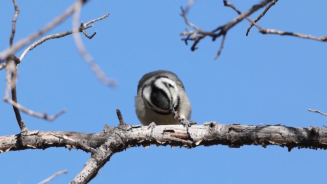 Bridled Titmouse - ML638060591