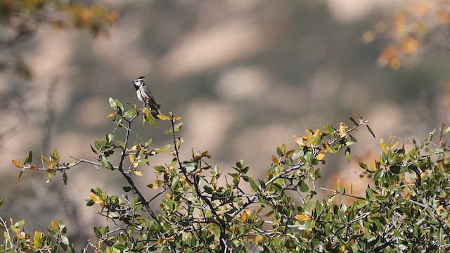 Bridled Titmouse - ML638060592