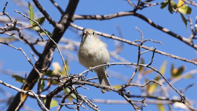 Hutton's Vireo - ML638060593