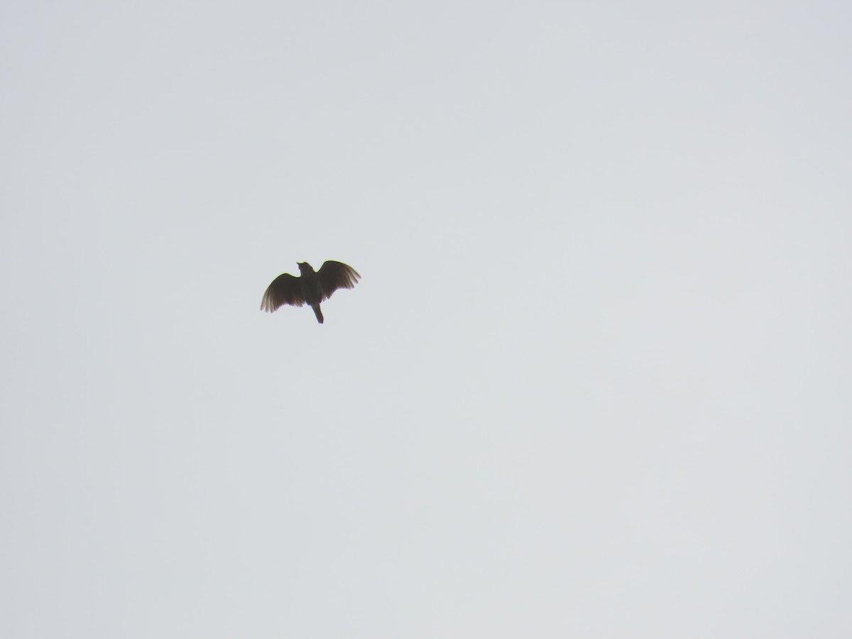 Oriental Skylark - ML638060600