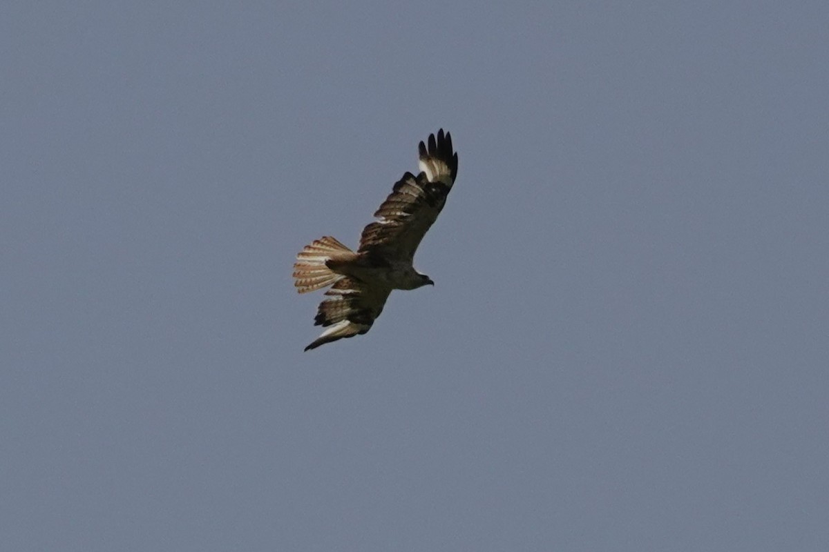 Long-legged Buzzard - ML638060625