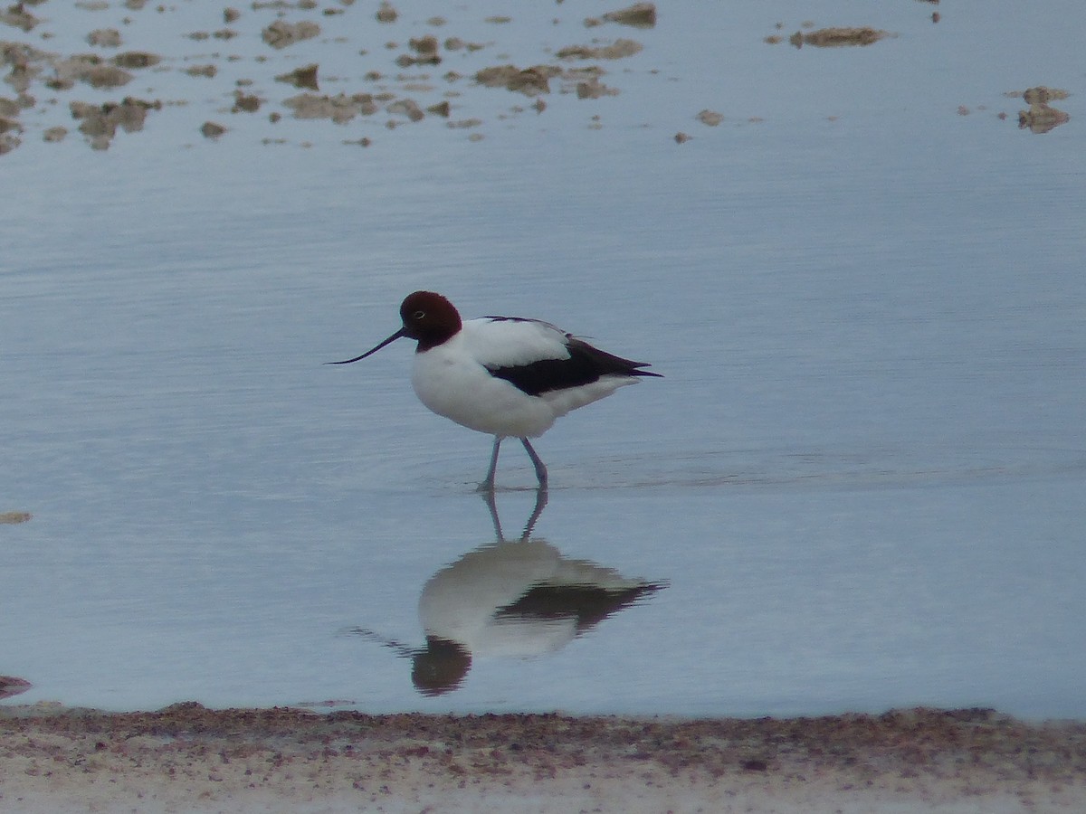 Red-necked Avocet - ML638060723