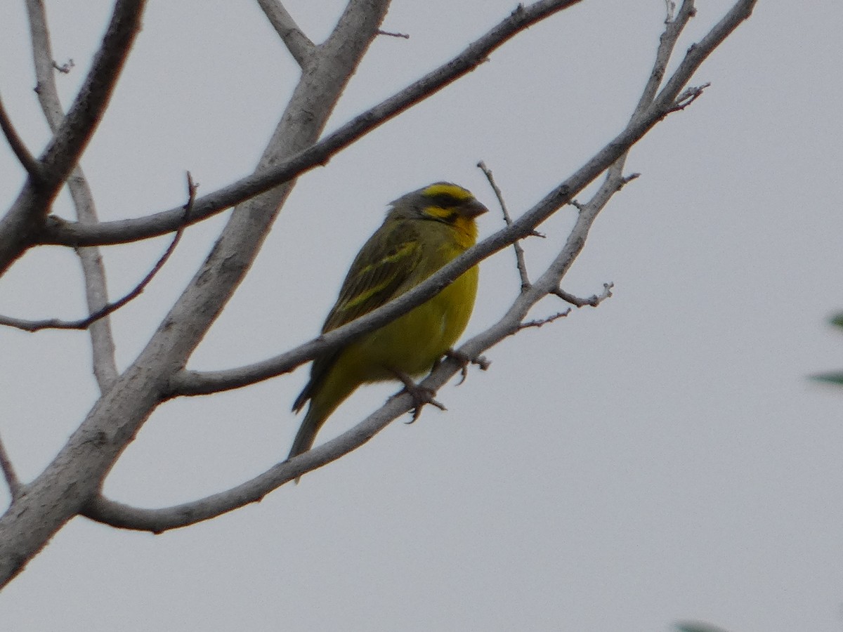 Yellow-fronted Canary - ML638060767