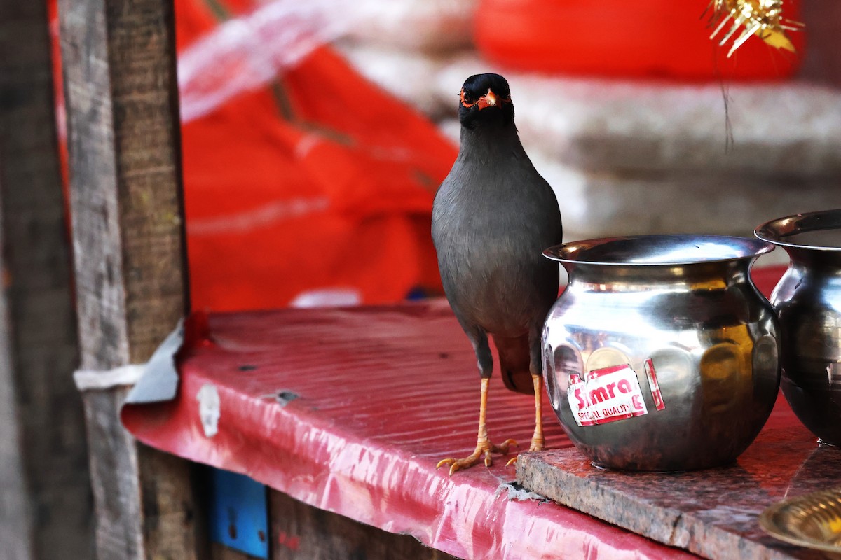 Bank Myna - ML638060790