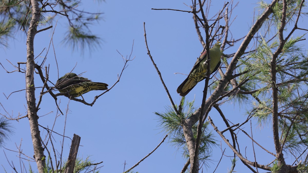 Whistling Green-Pigeon - ML638060791