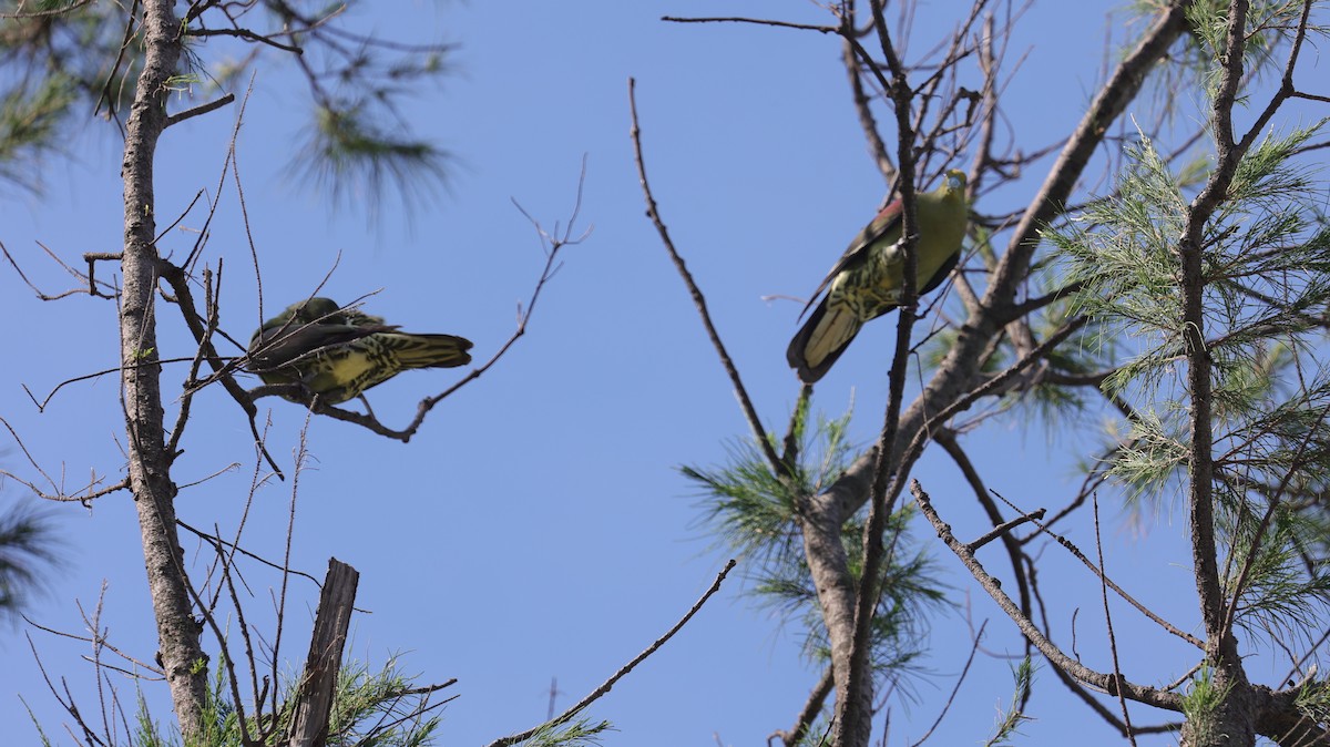 Whistling Green-Pigeon - ML638060810