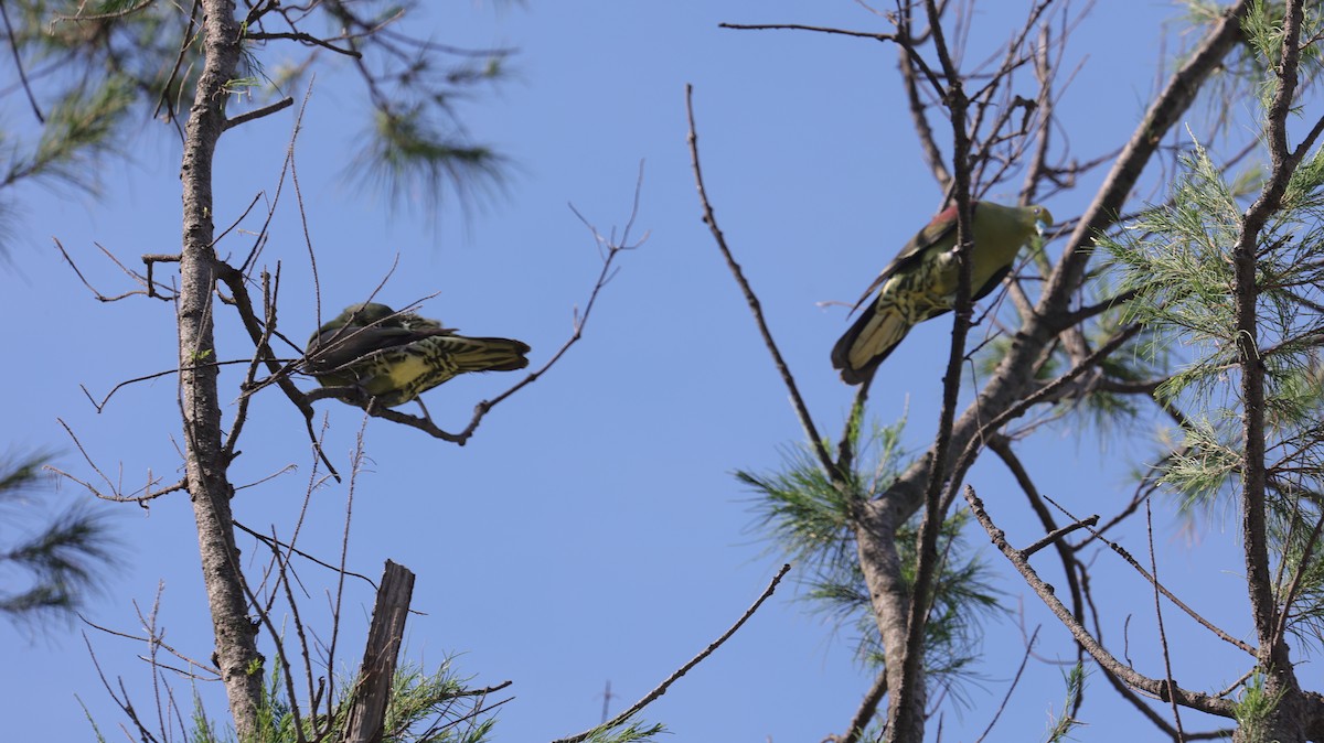 Whistling Green-Pigeon - ML638060811