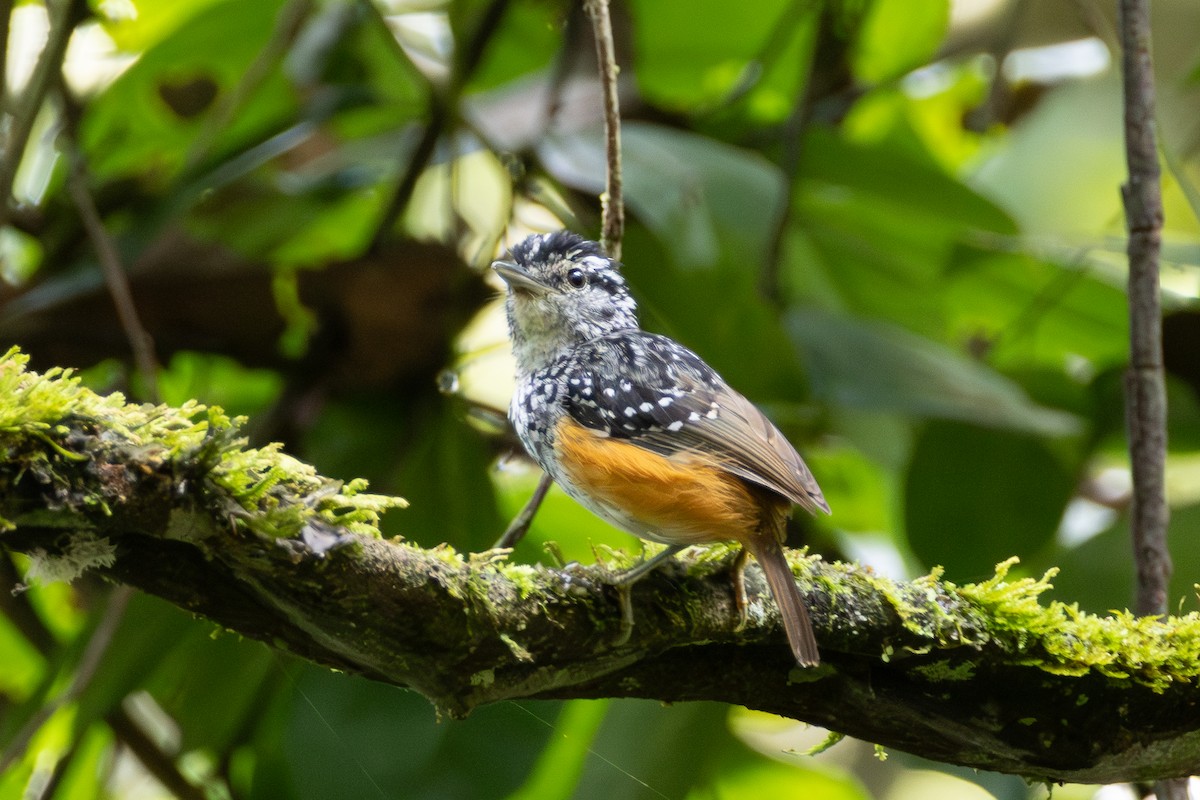 Peruvian Warbling-Antbird - ML638060812