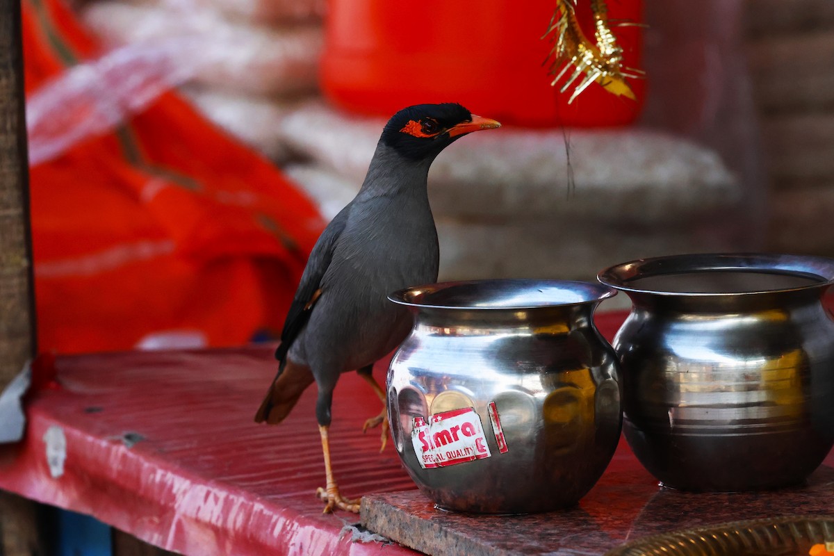 Bank Myna - ML638060818