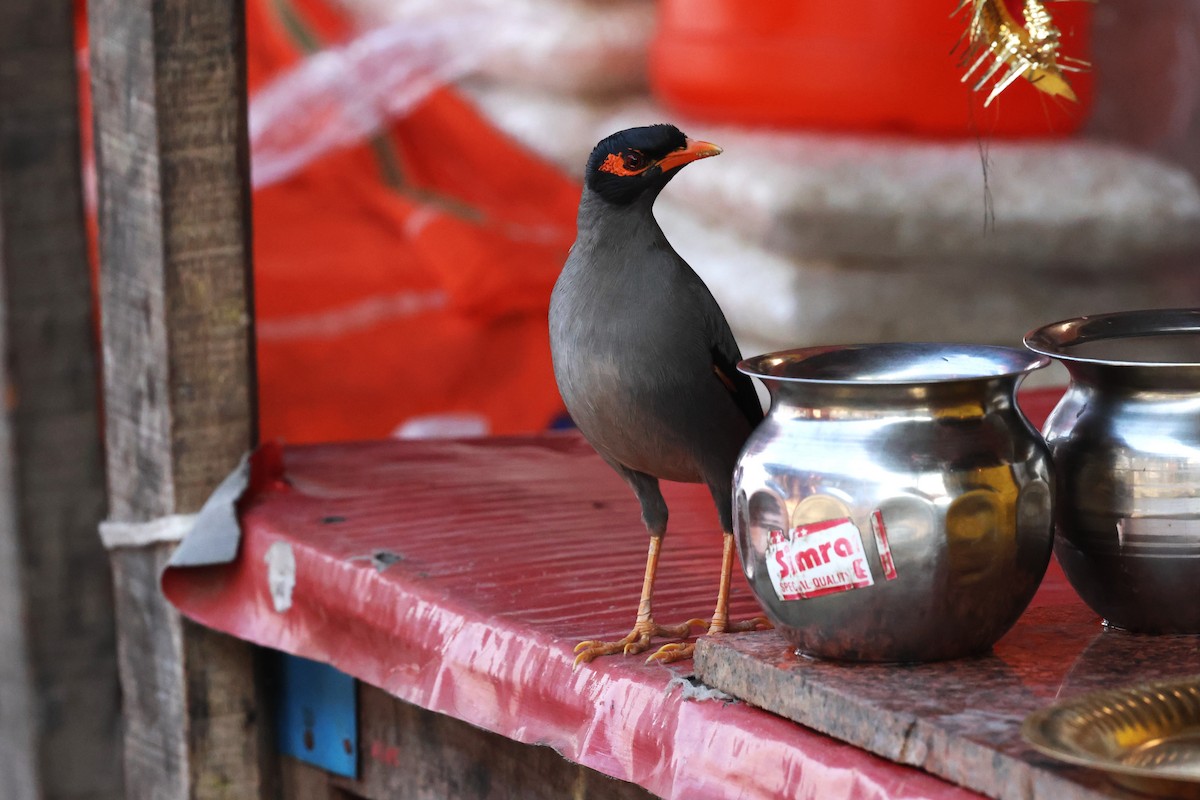 Bank Myna - ML638060820