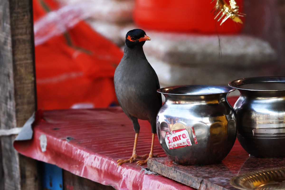 Bank Myna - ML638060837
