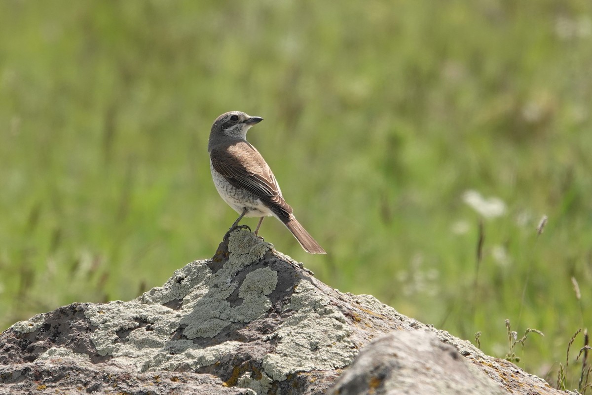 Red-backed Shrike - ML638060844