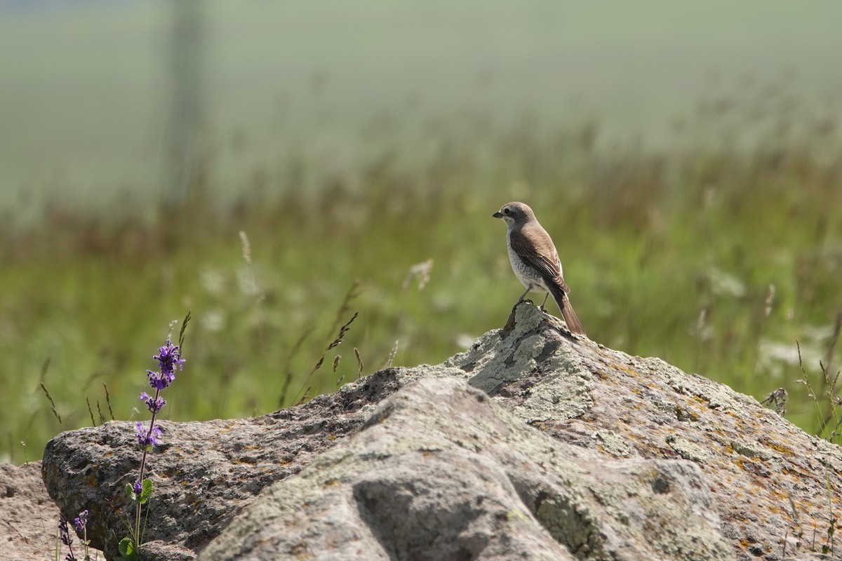 Red-backed Shrike - ML638060845